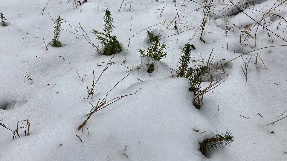 kleine-weisstannen_imageslider