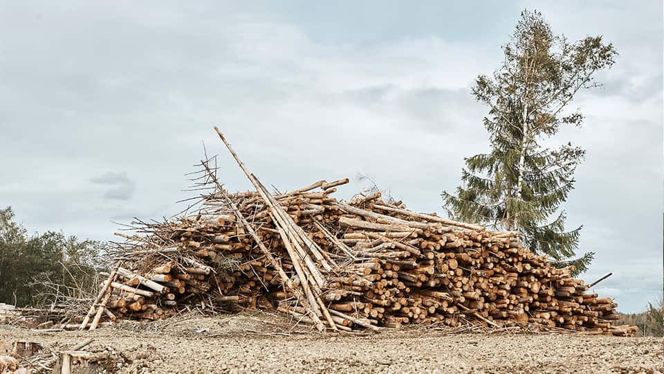 baeume-wegesrand_imageslider