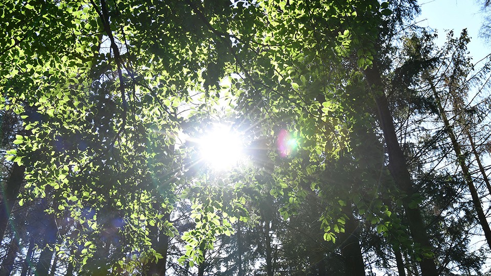 sonne-wershofen-wald_imageslider