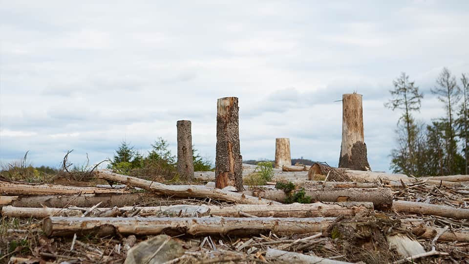 toter-wald_imageslider